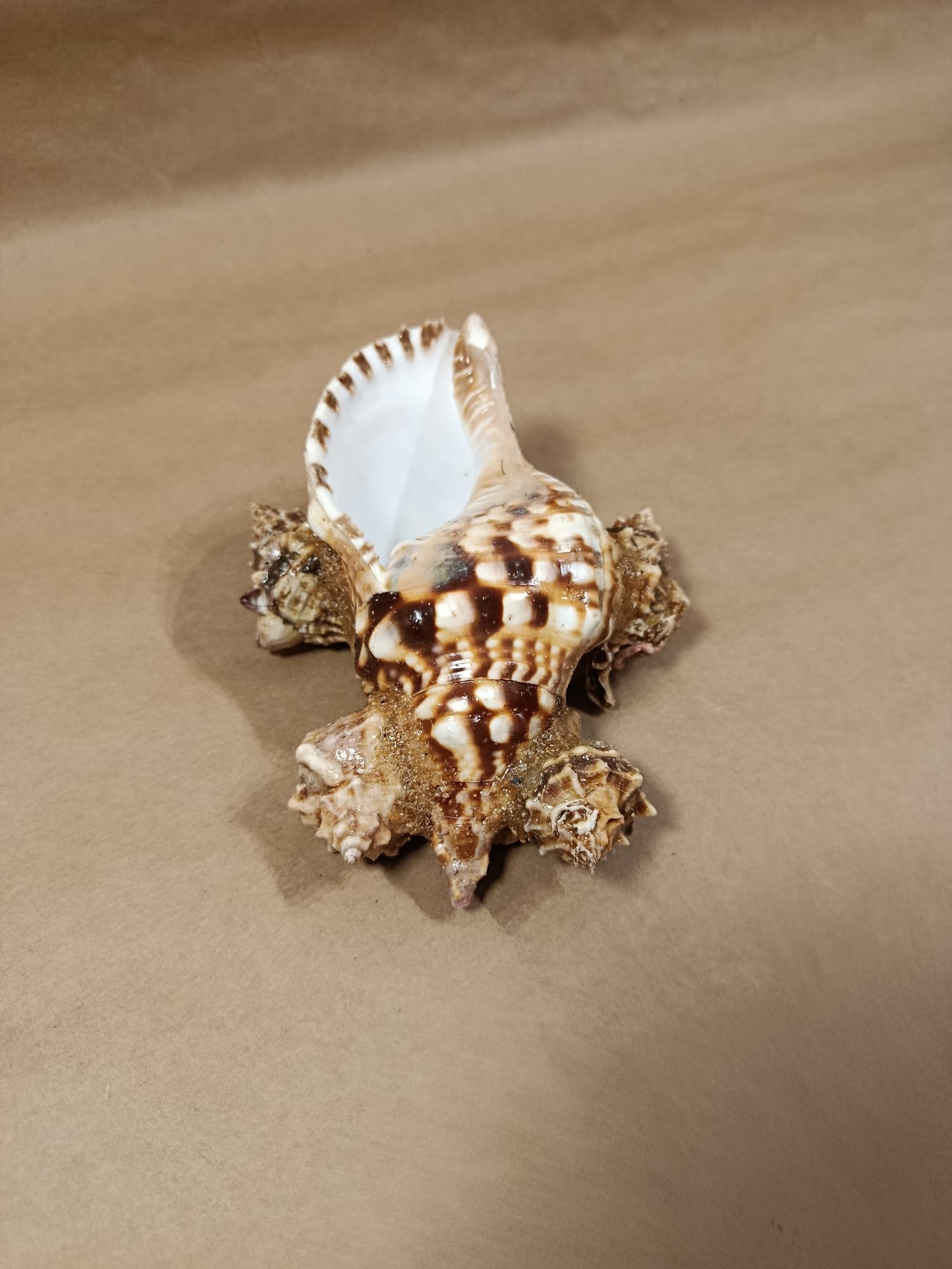 Mini jarro decorativo em conchas feito à mão com Conchas, búzios, areia, base artesanal e acabamento manual